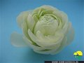 Ranunculus M-White